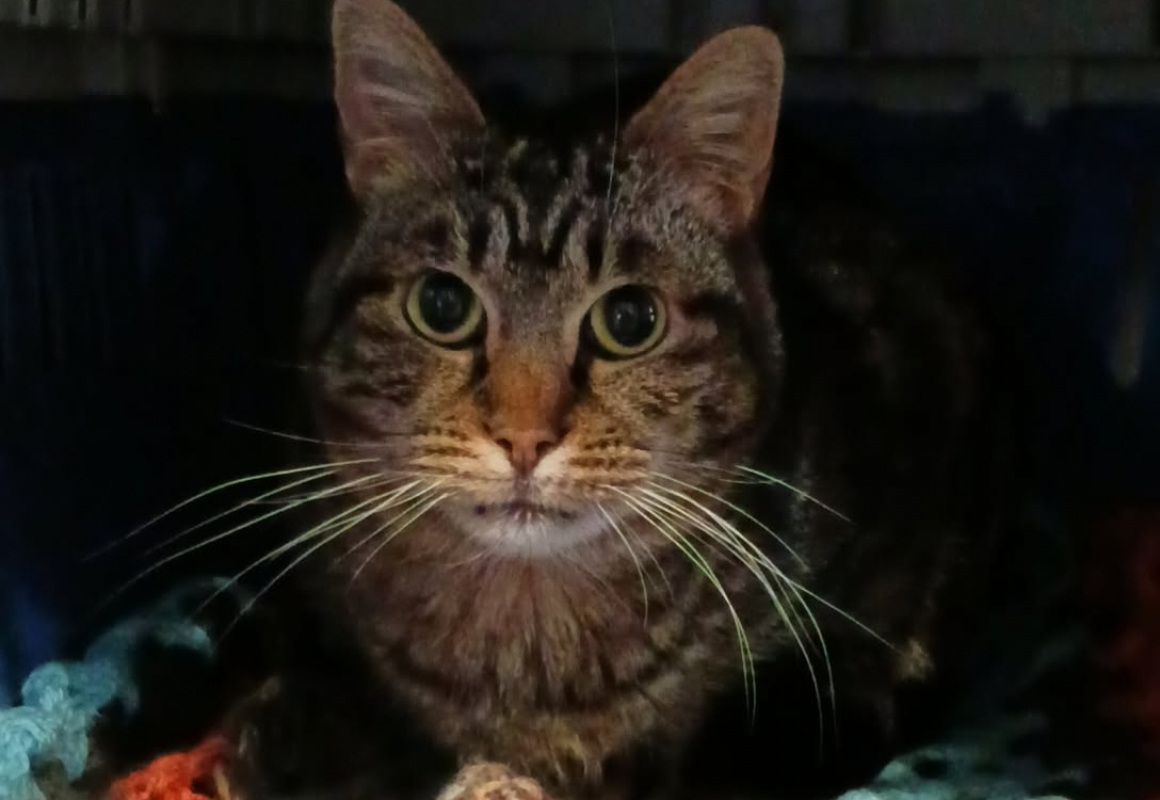 Photo #6 de Tigresse