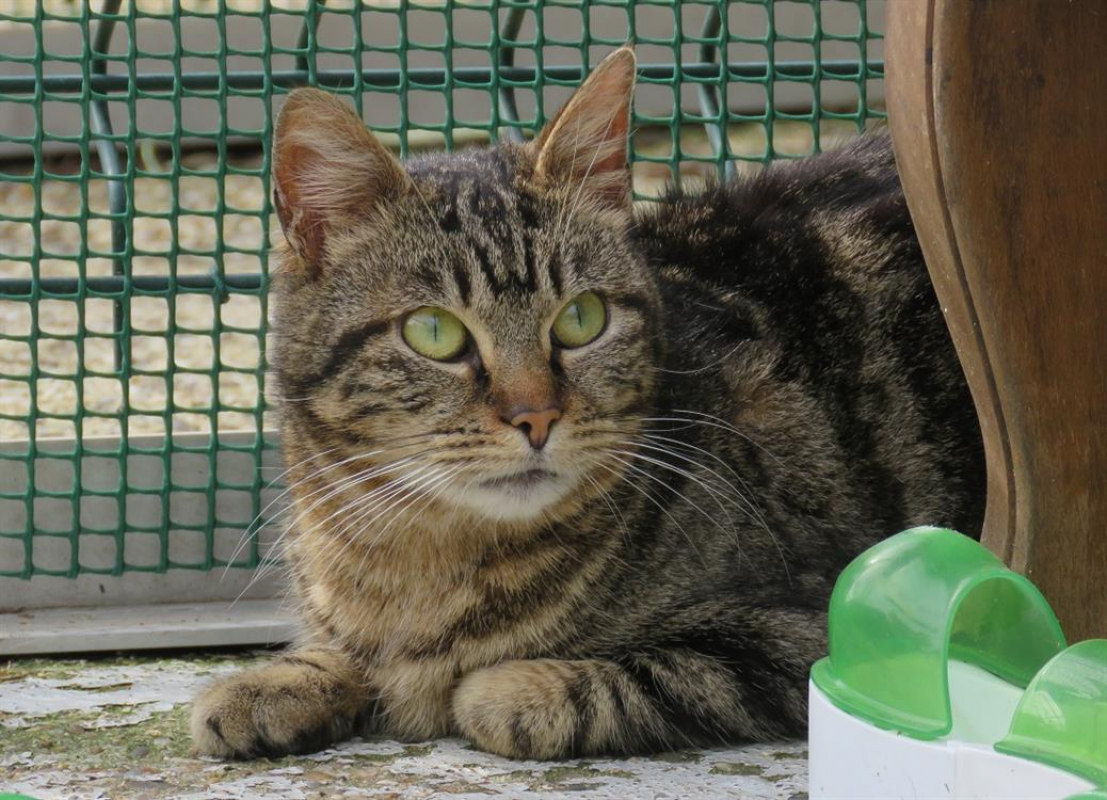 Photo #1 de Tigresse