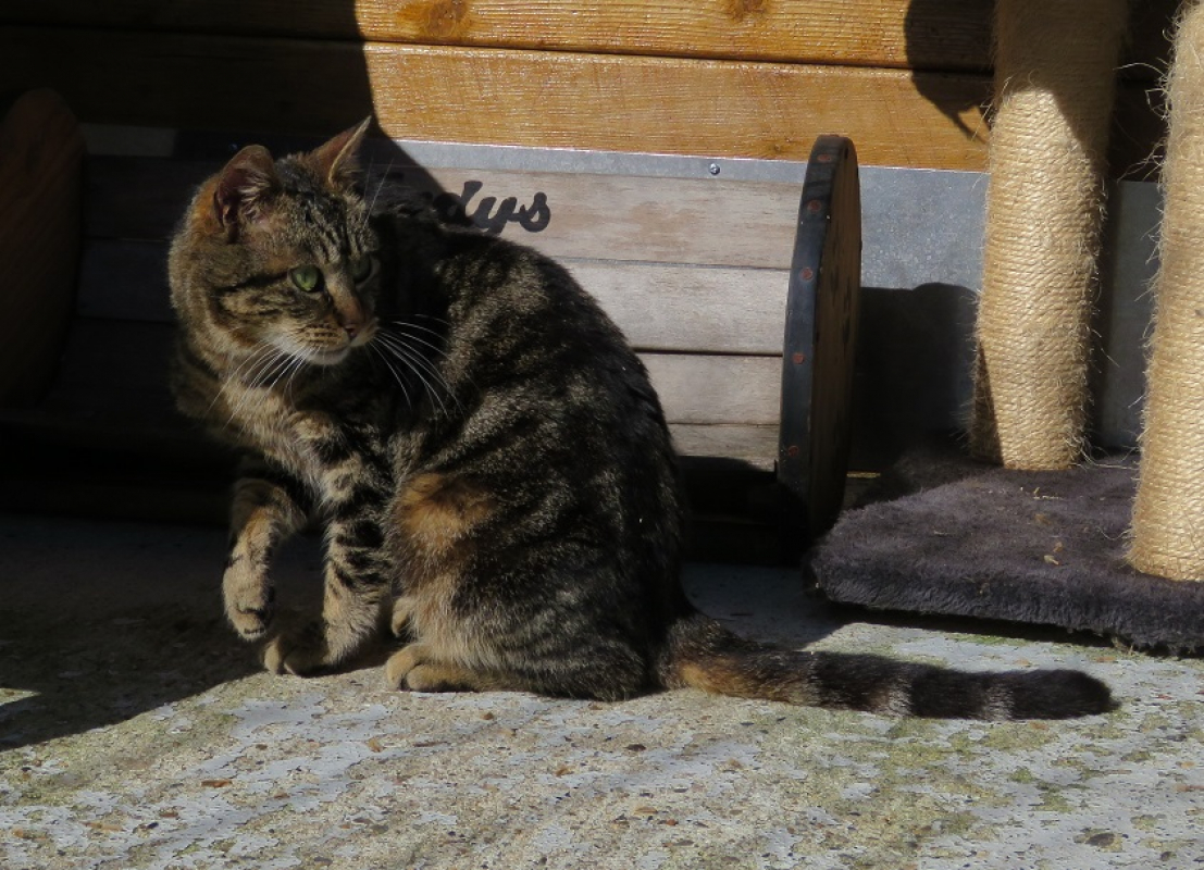 Photo #4 de Tigresse