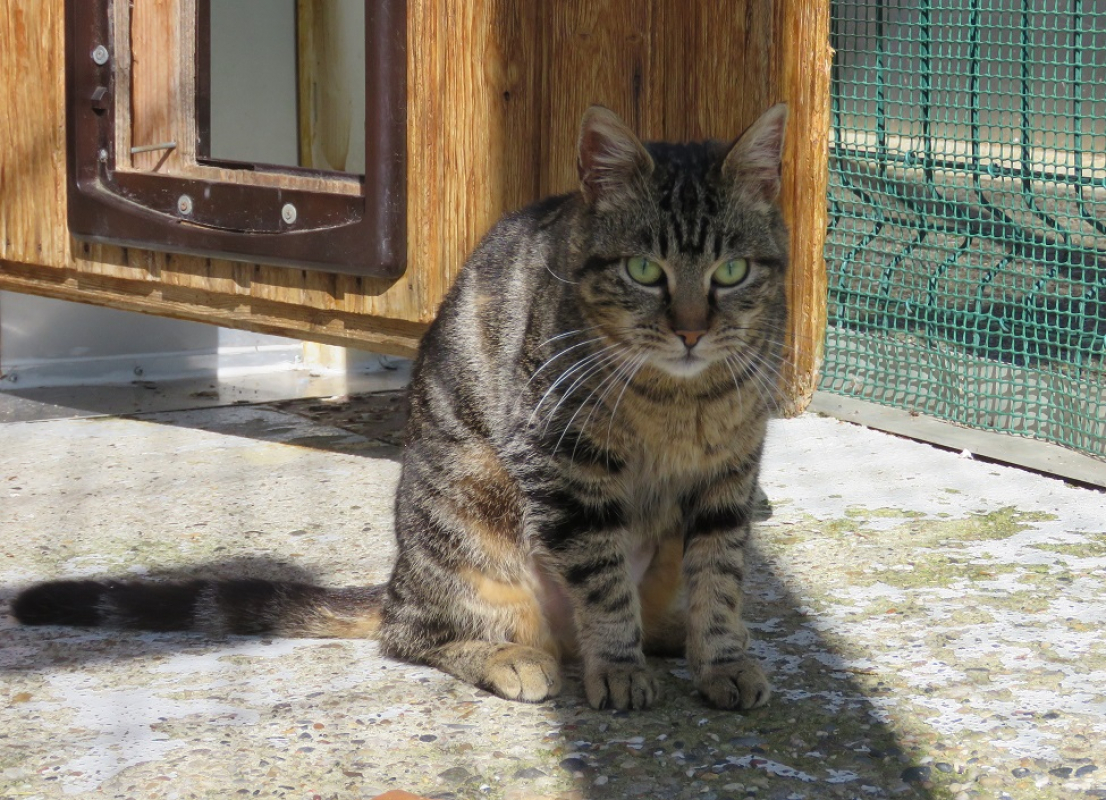 Photo #5 de Tigresse