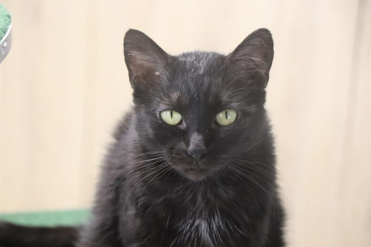 Photo #1 de Valkyrie