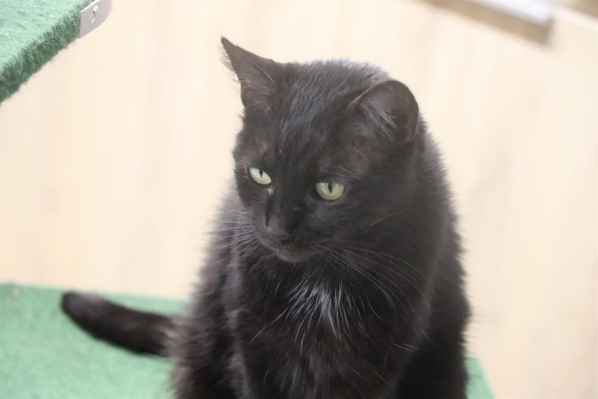 Photo #2 de Valkyrie