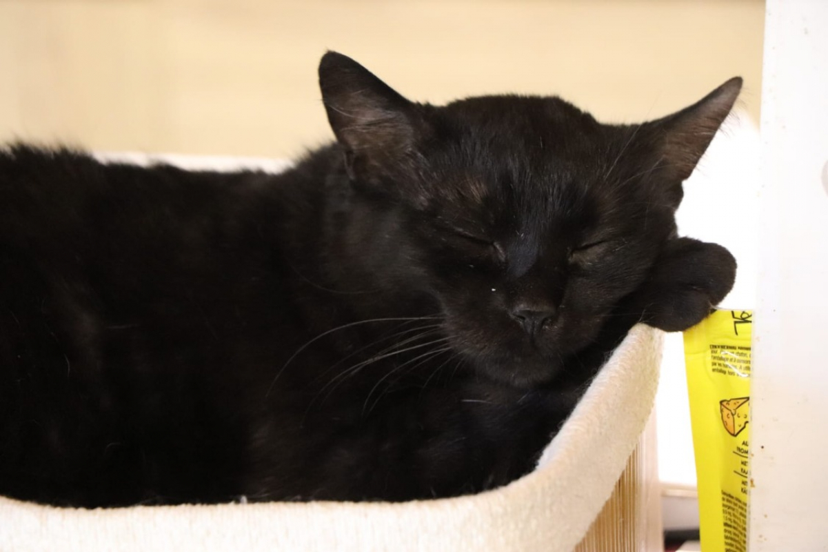 Photo #3 de Valkyrie