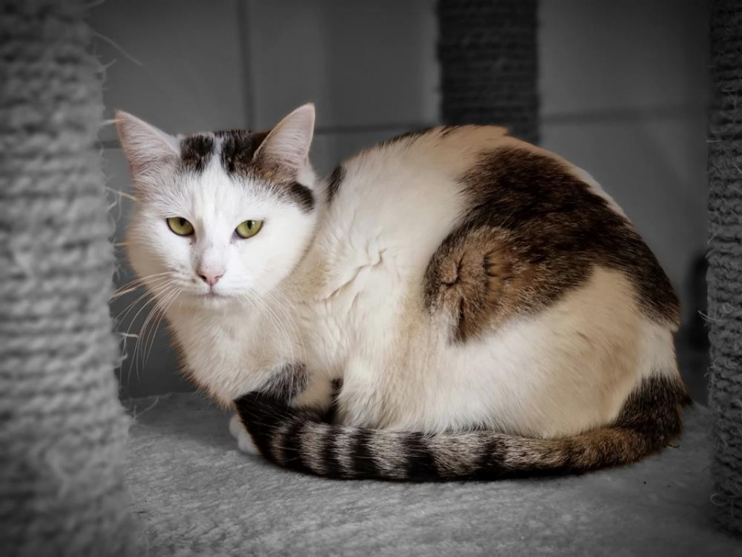 Photo #1 de Chouquette