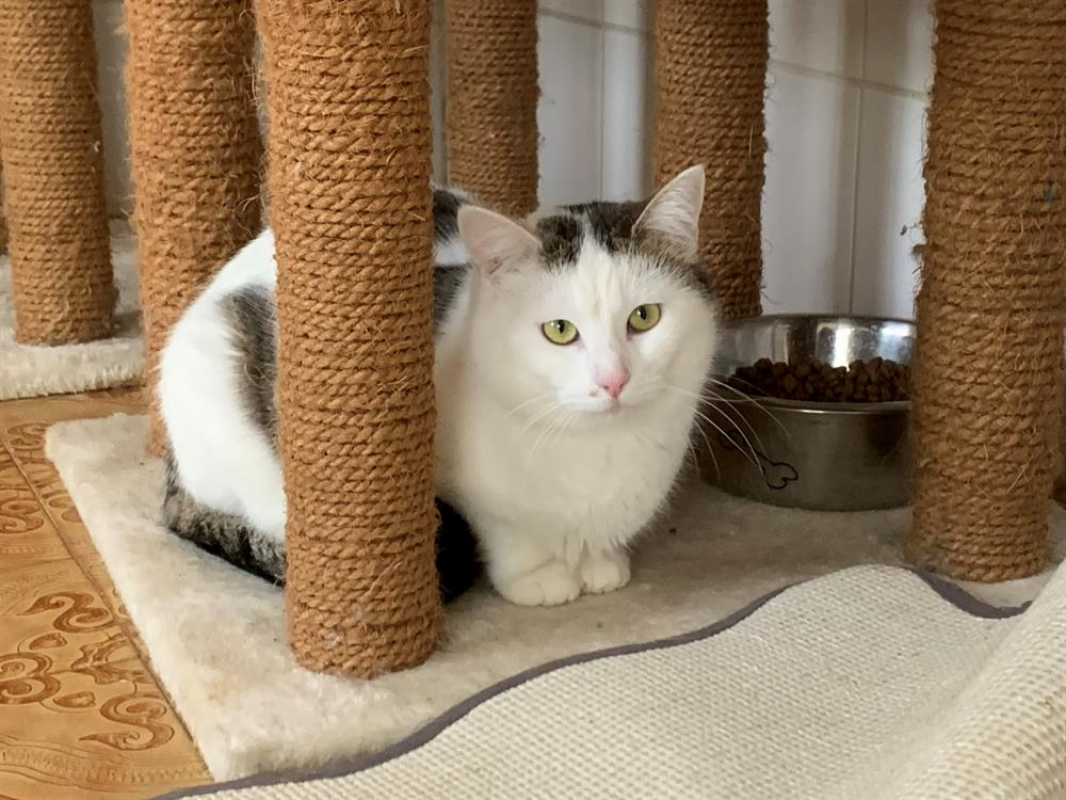 Photo #2 de Chouquette