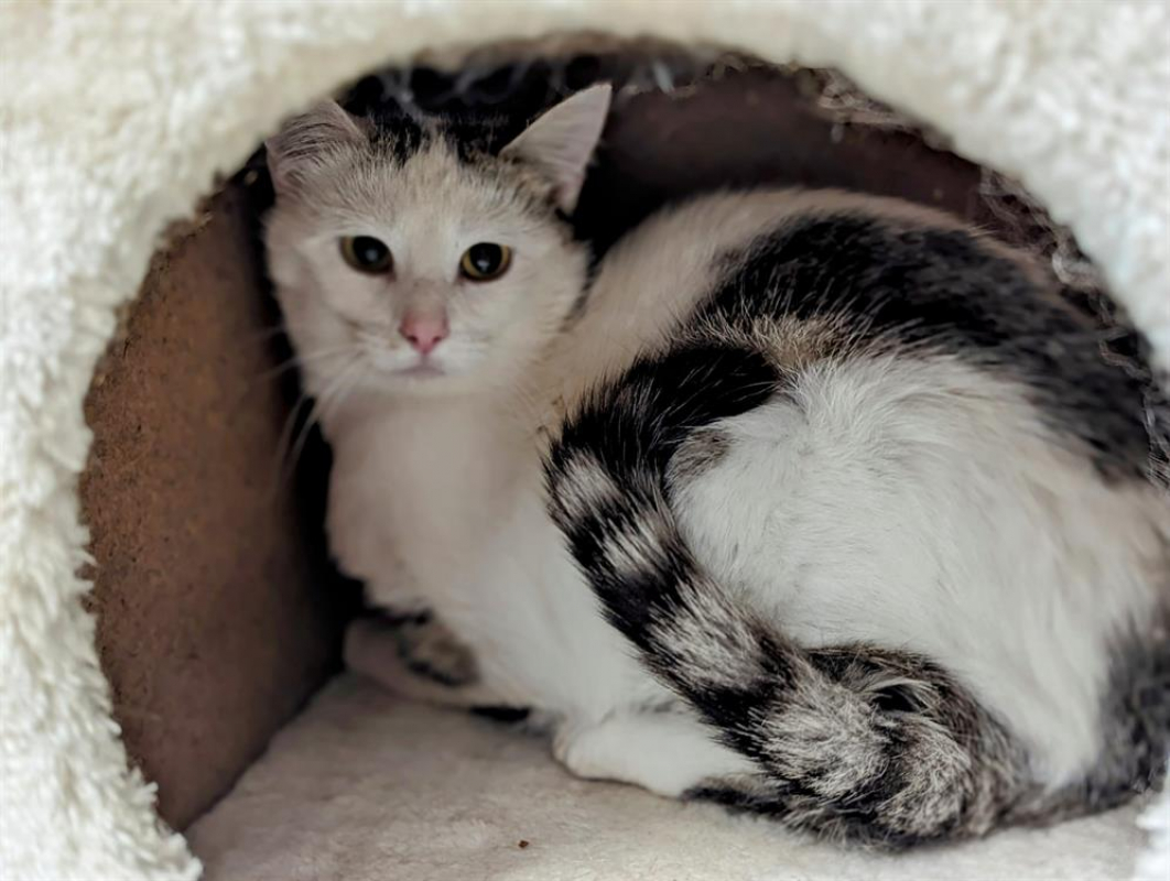 Photo #3 de Chouquette