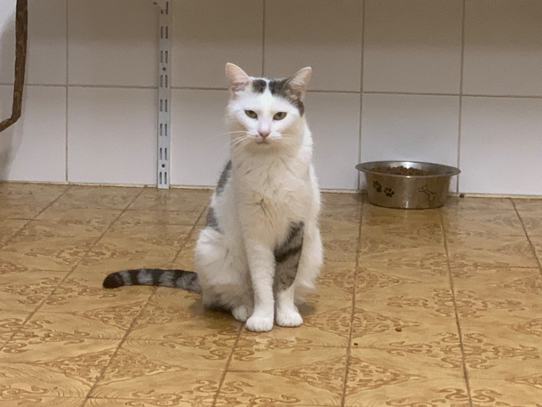 Photo #4 de Chouquette