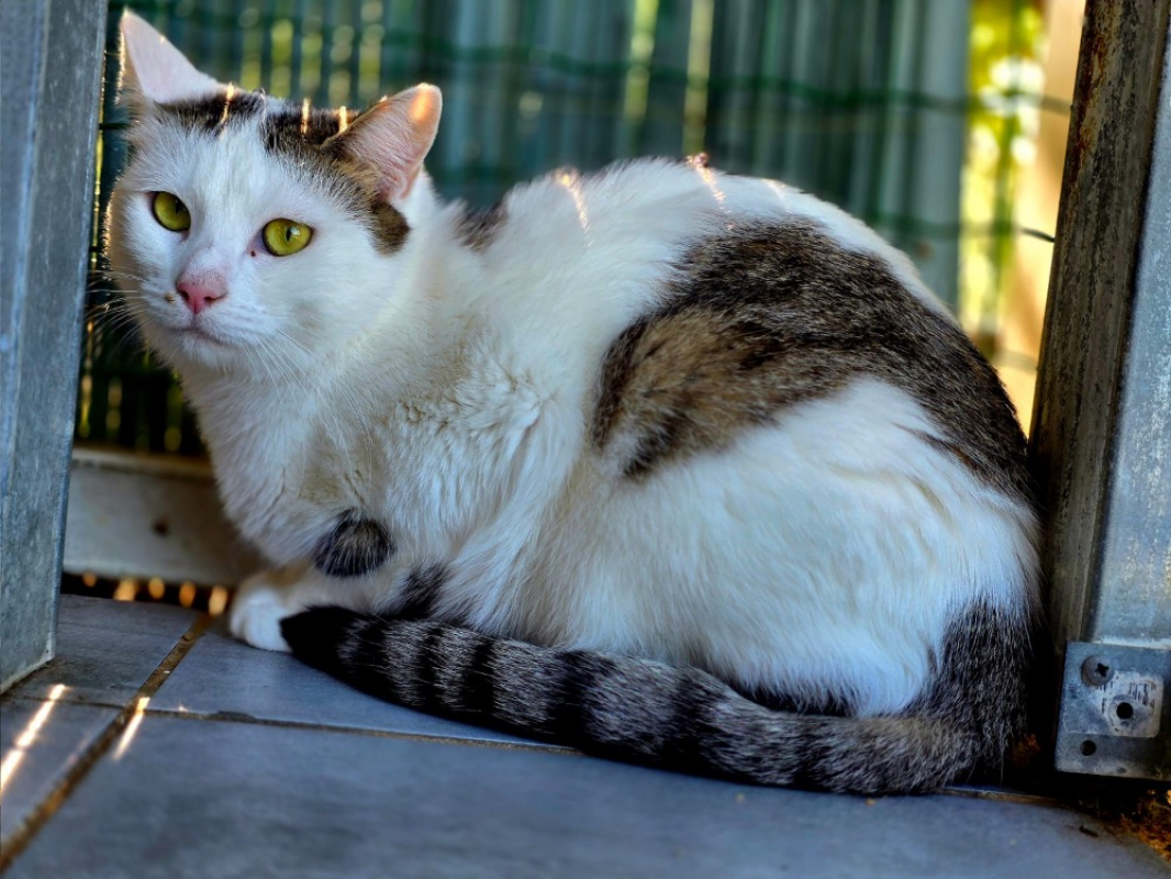 Photo #5 de Chouquette