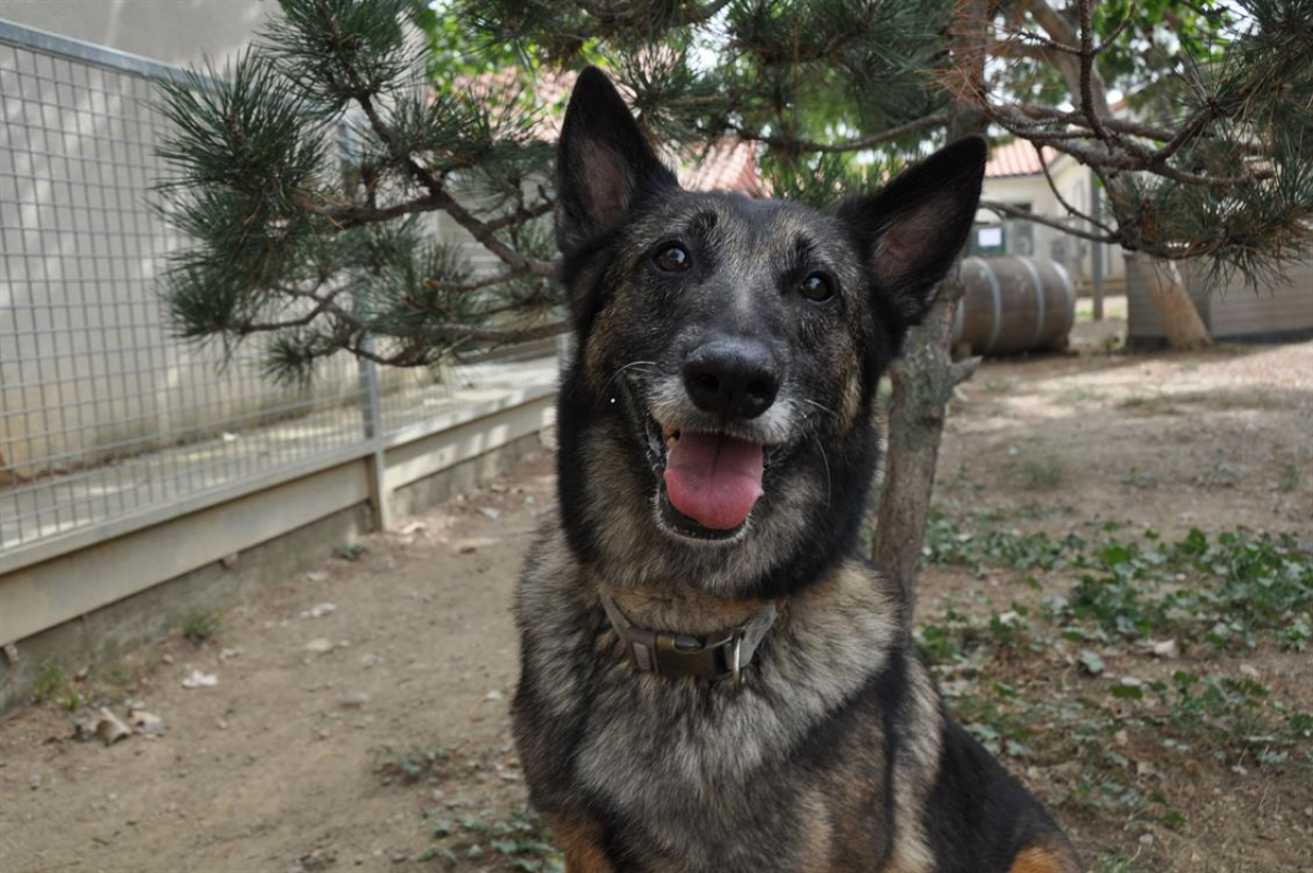 Photo #1 de Arthurus