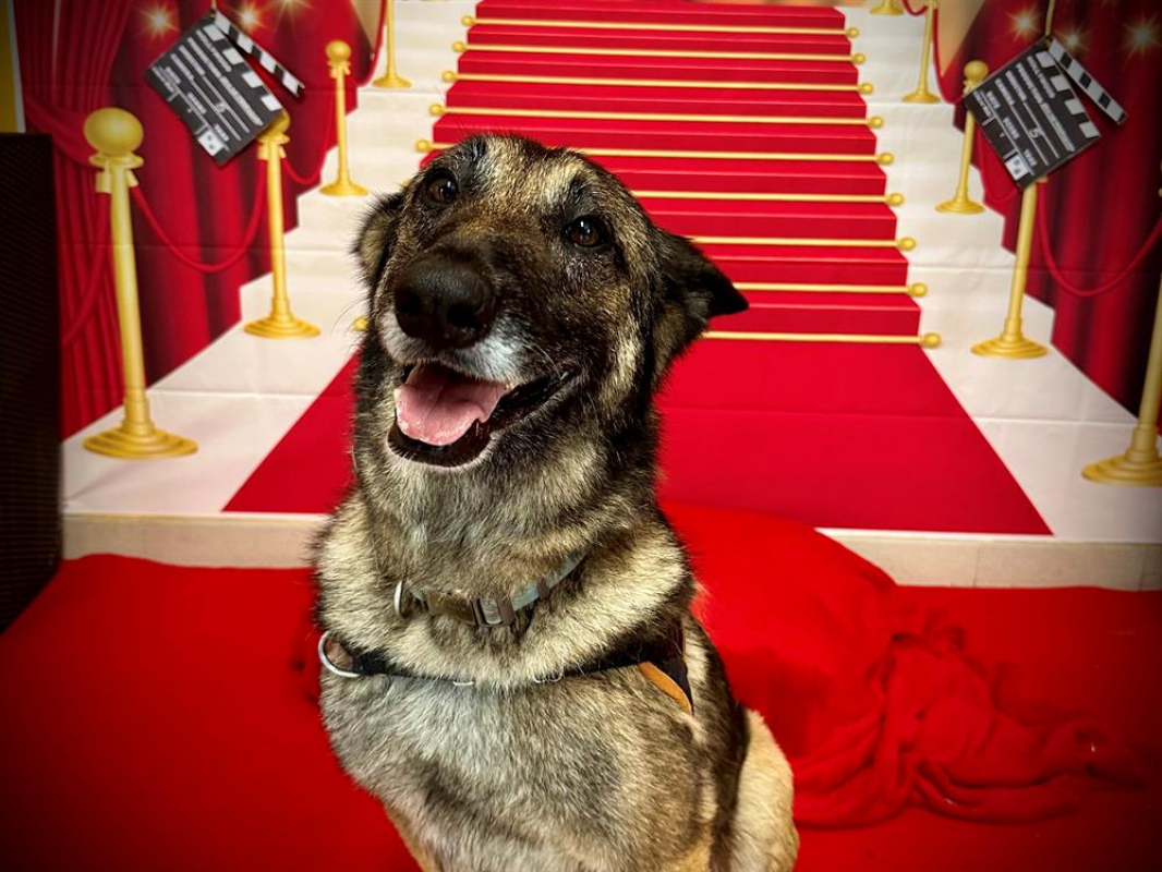 Photo #4 de Arthurus