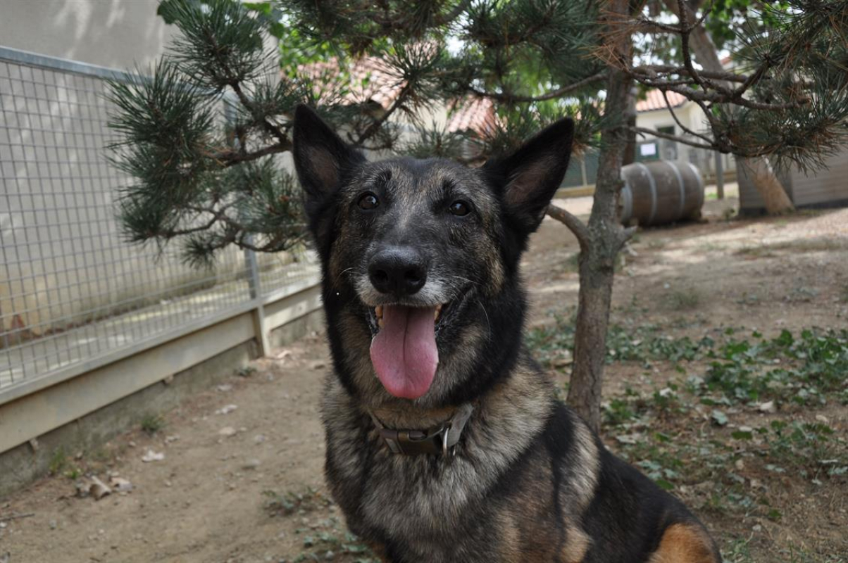 Photo #5 de Arthurus