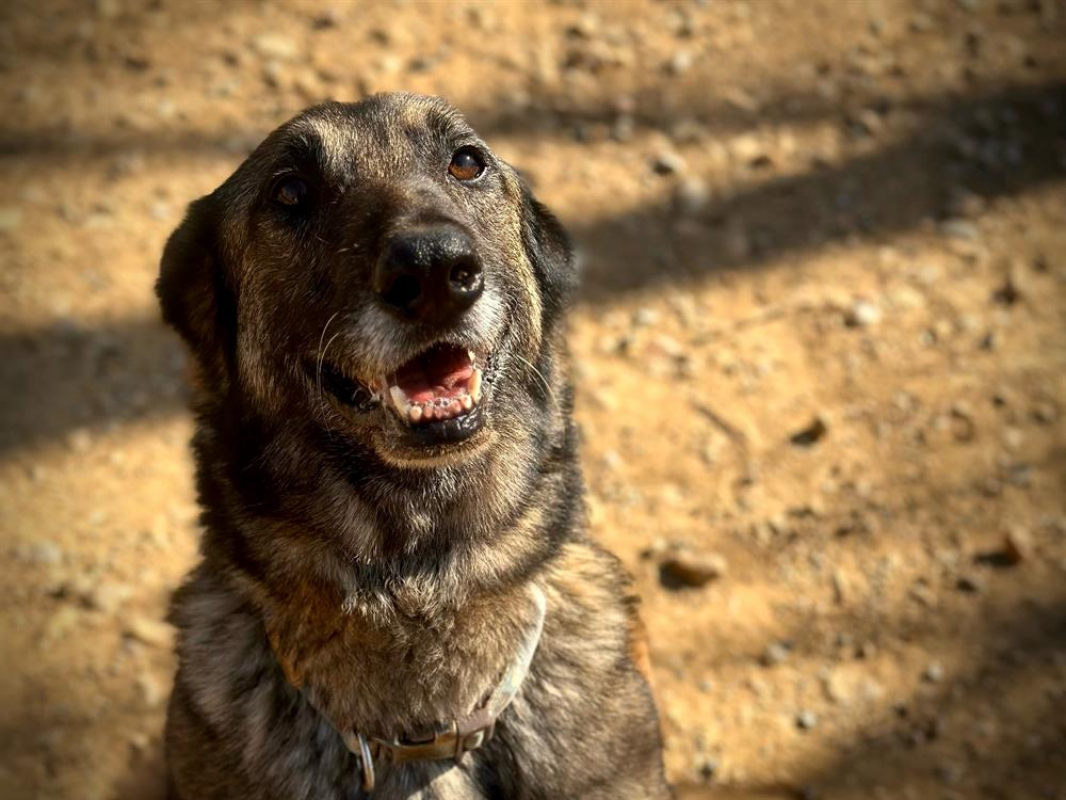 Photo #7 de Arthurus