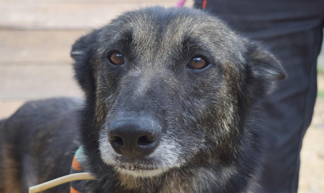 Photo #8 de Arthurus