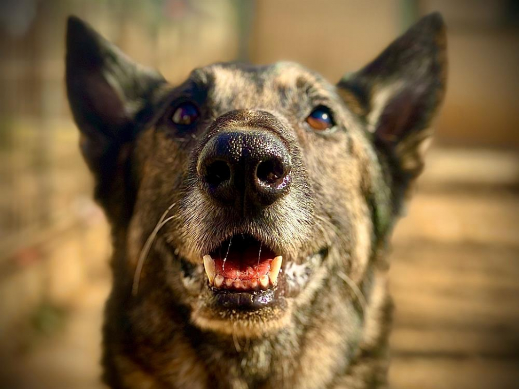 Photo #2 de Arthurus