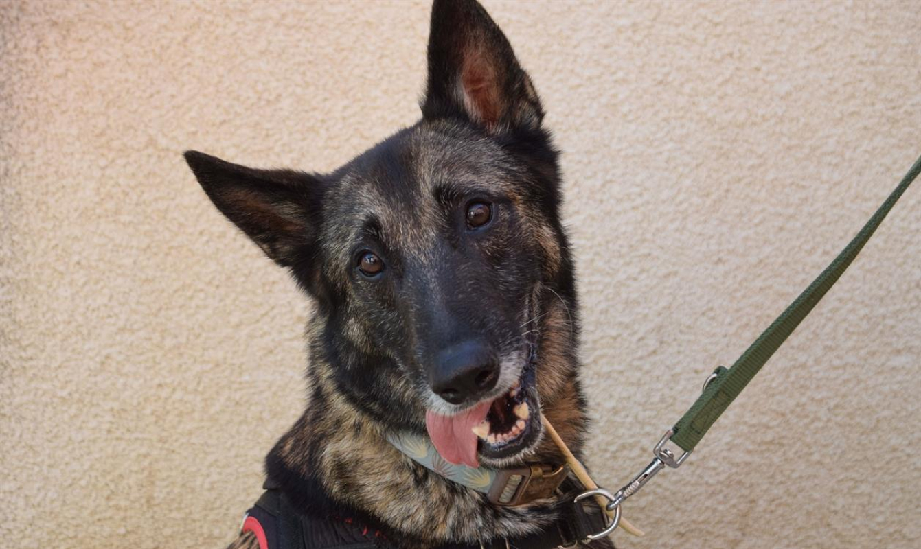 Photo #3 de Arthurus