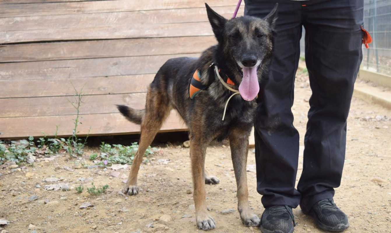 Photo #9 de Arthurus