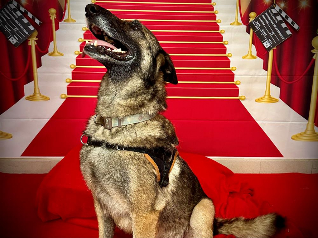 Photo #6 de Arthurus