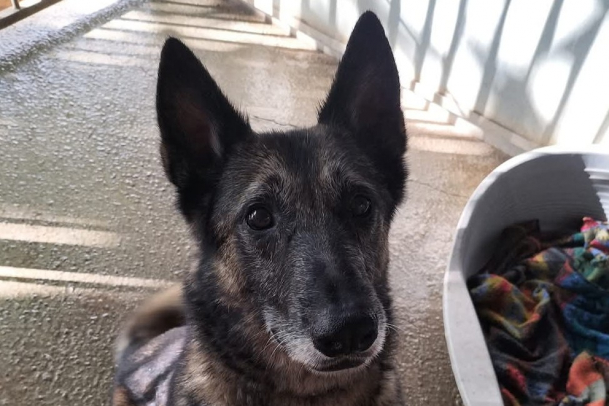 Photo #10 de Arthurus