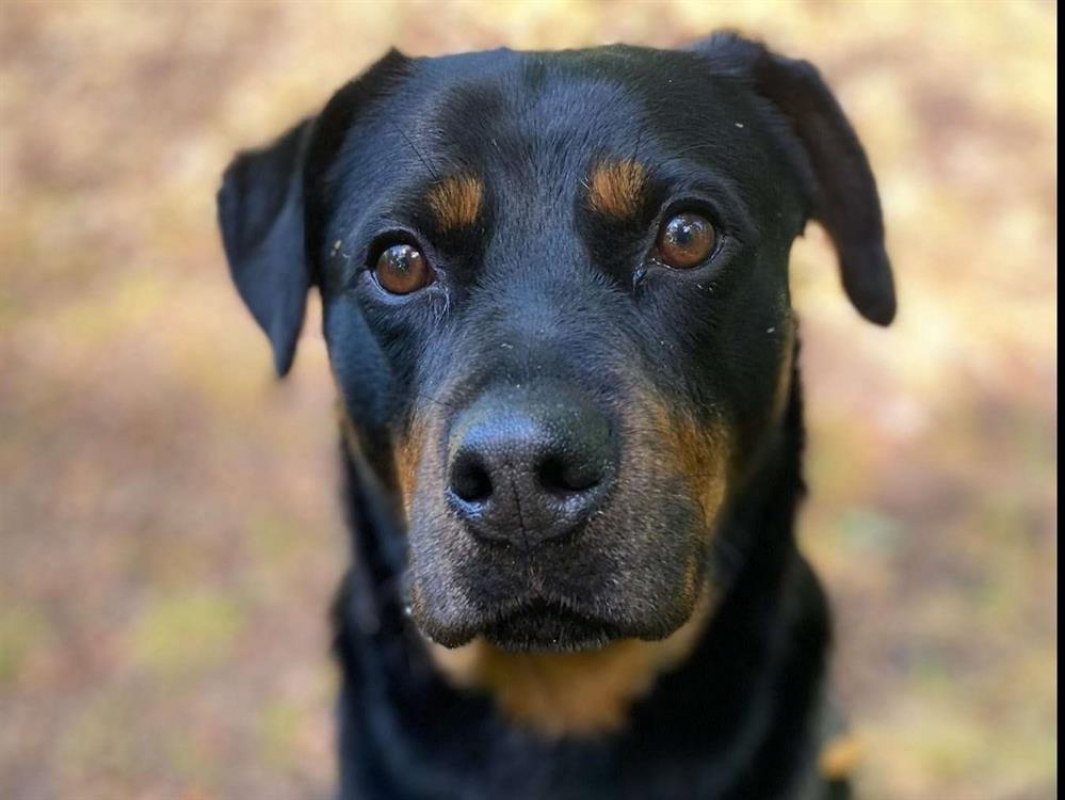 Photo #1 de Toupette