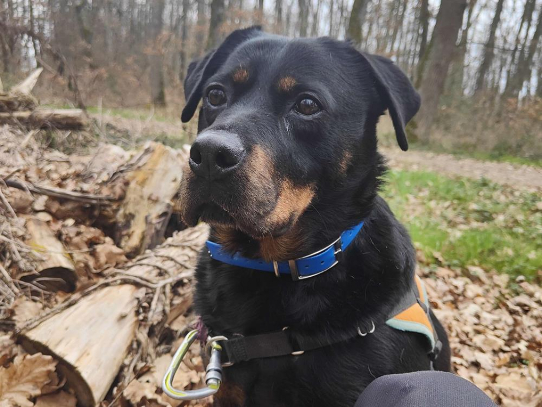 Photo #2 de Toupette