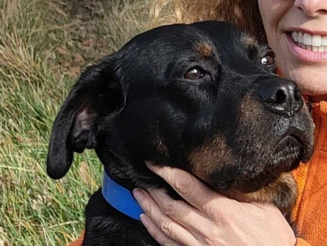 Photo #3 de Toupette