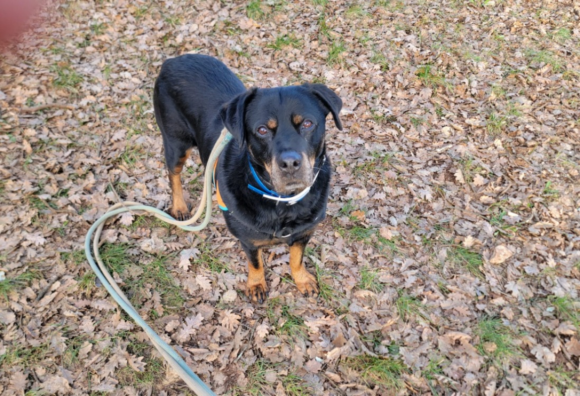 Photo #1 de Toupette