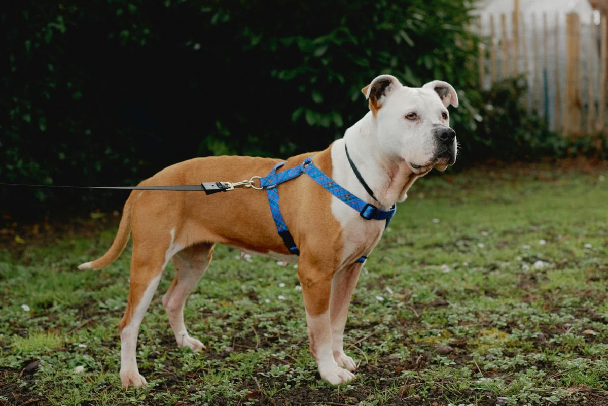 Photo #5 de ATHENA