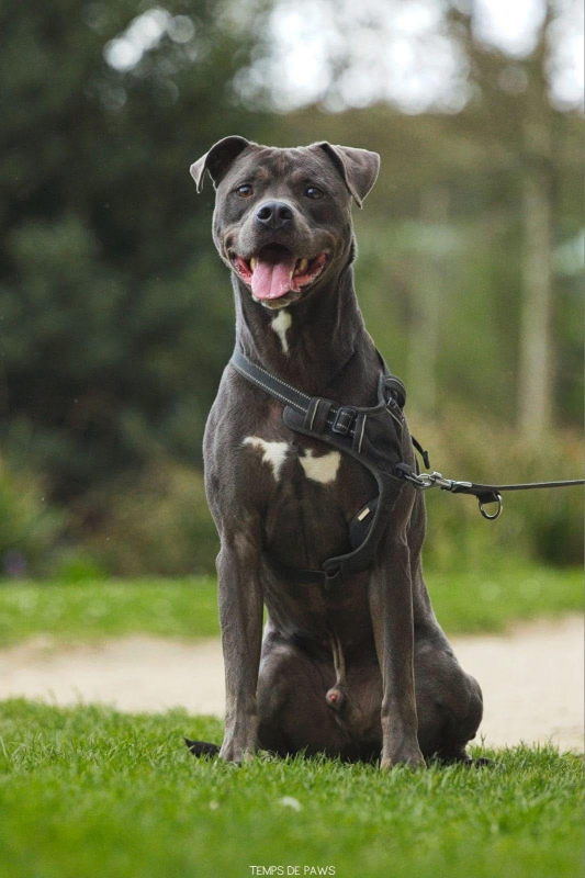 Photo #1 de FALCO