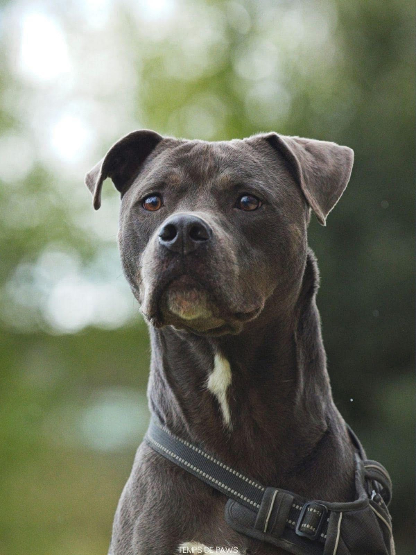 Photo #4 de FALCO