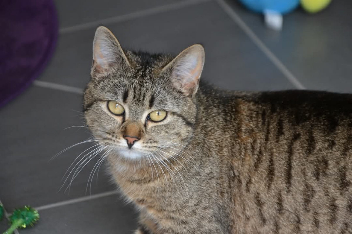 Photo #2 de Sauterelle