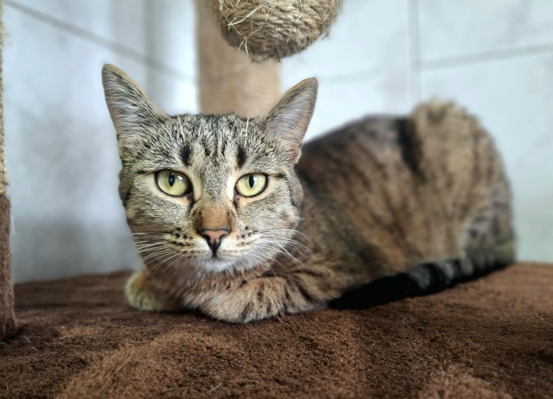 Photo #4 de Sauterelle