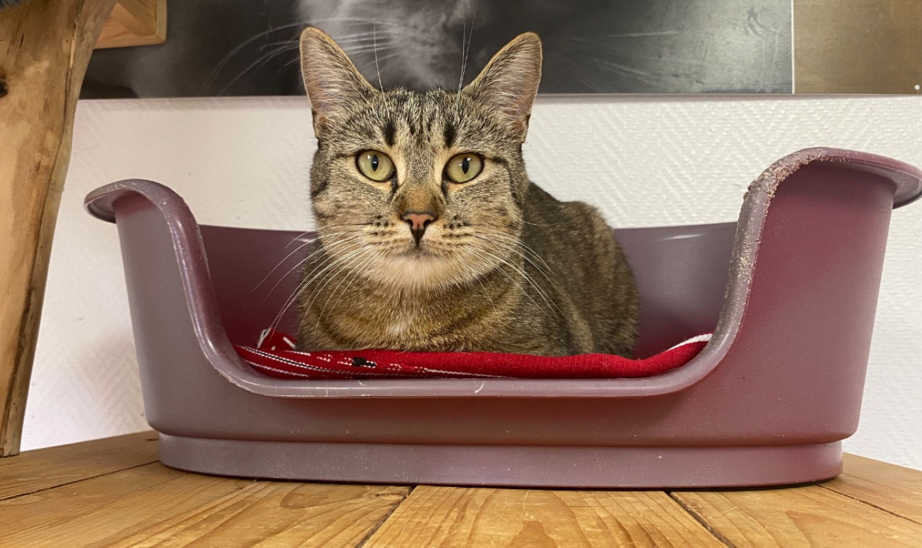 Photo #5 de Sauterelle