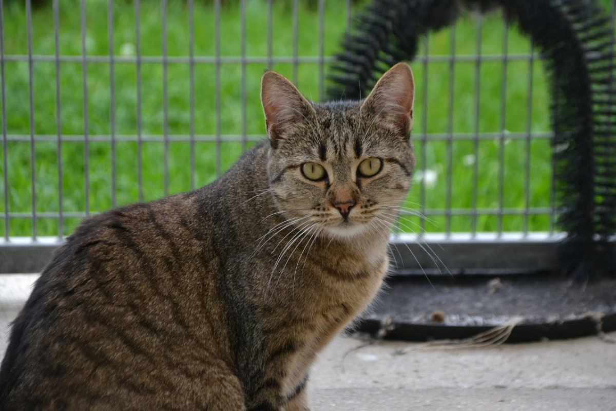 Photo #1 de Sauterelle