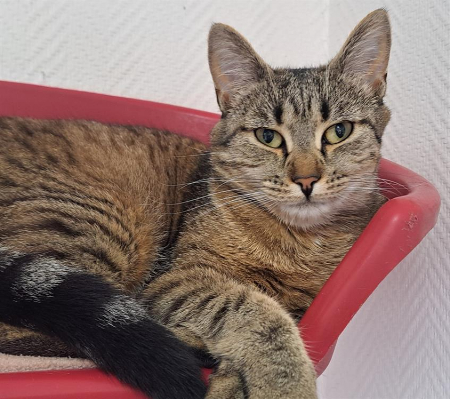 Photo #3 de Sauterelle