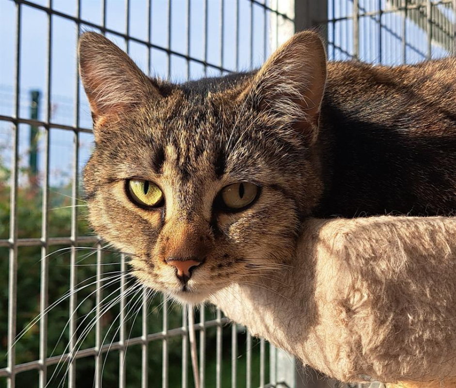 Photo #4 de Sauterelle