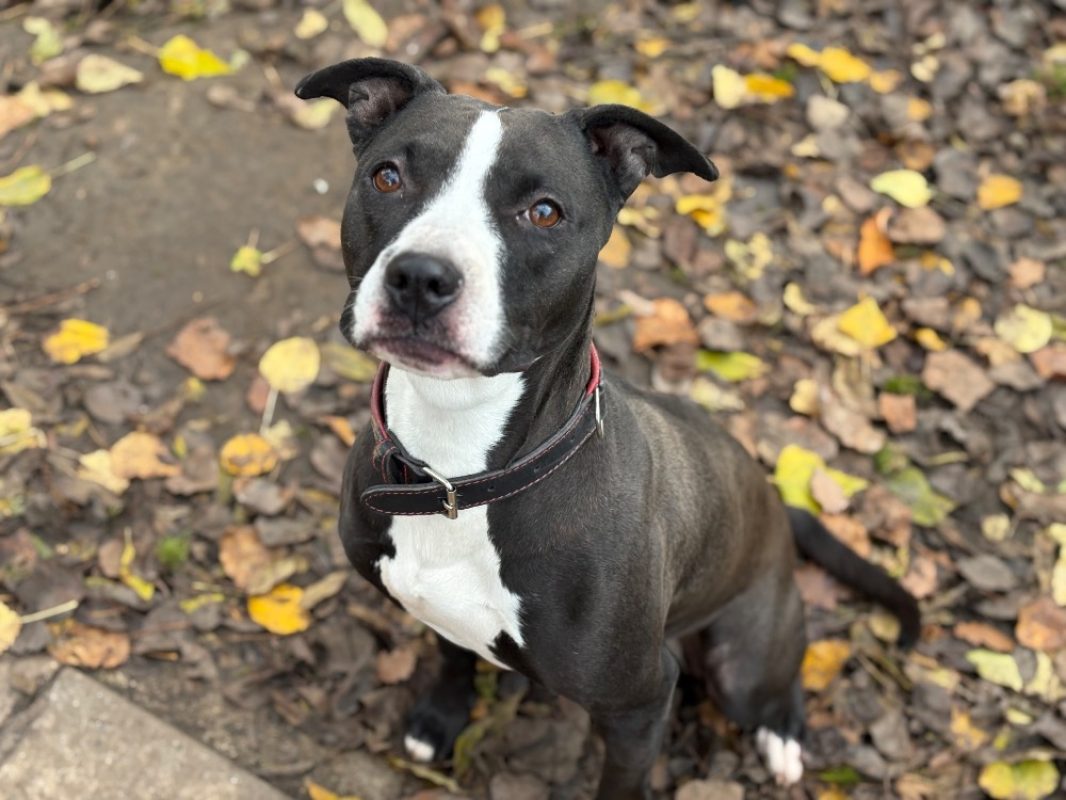 Athena - Chien à adopter