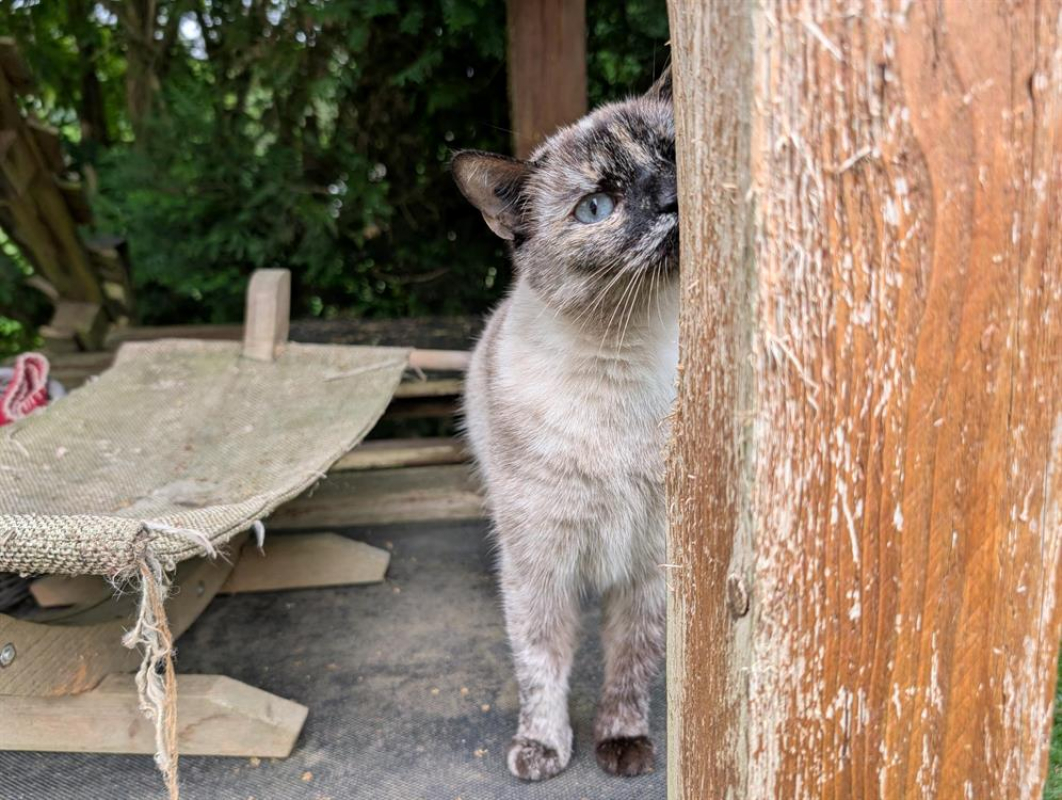 Photo #1 de Tamouchette a16805