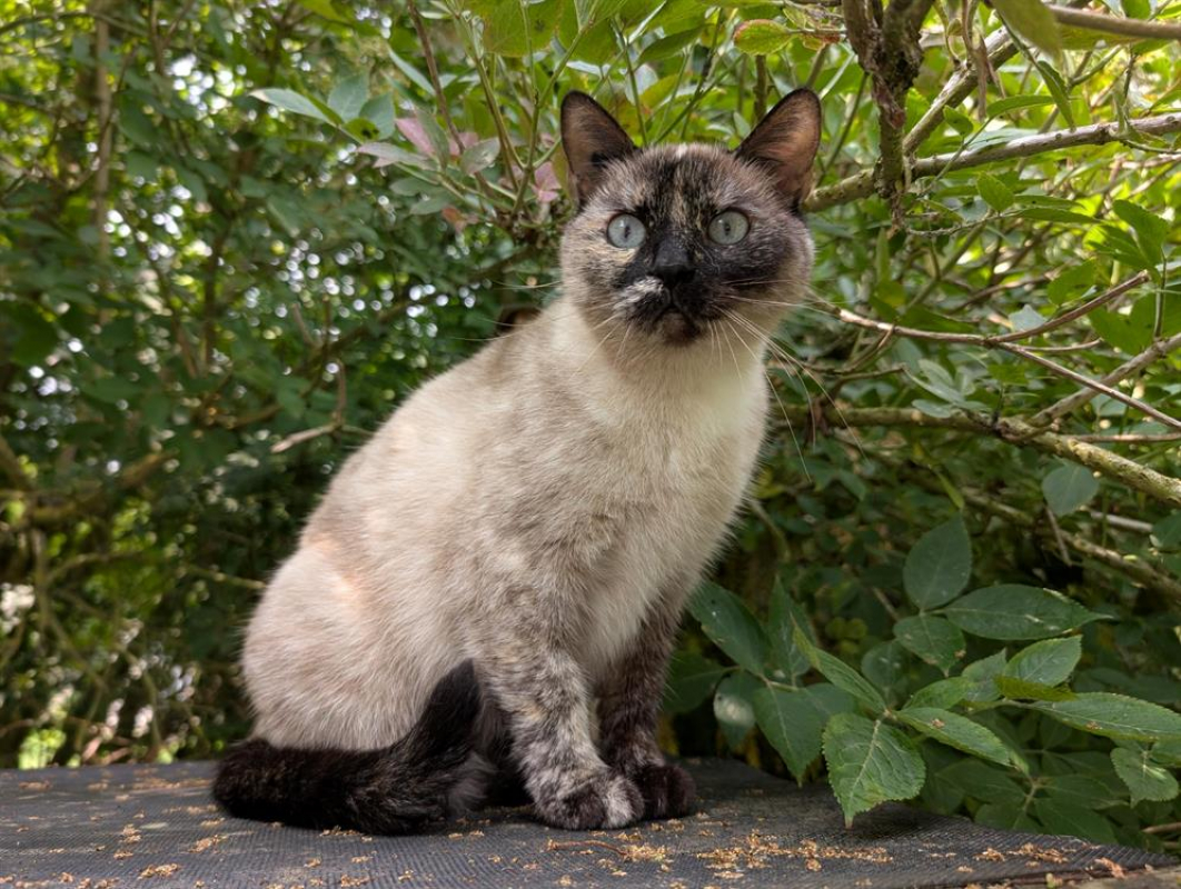 Photo #2 de Tamouchette a16805