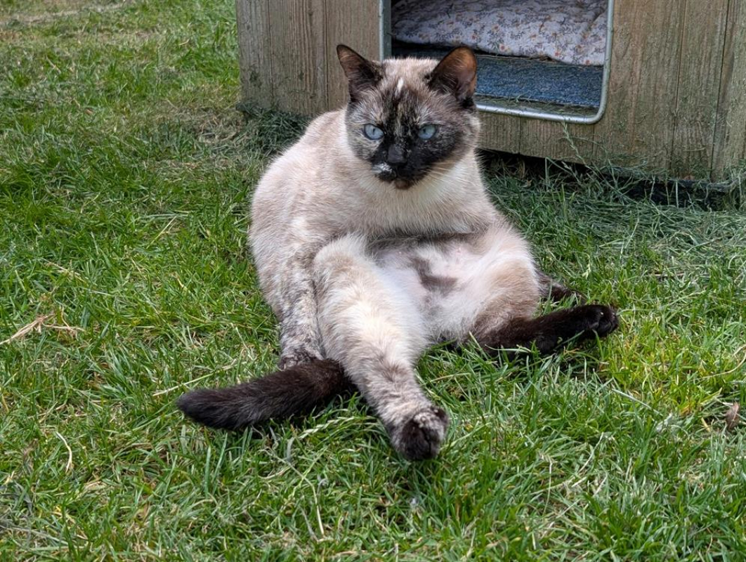 Photo #3 de Tamouchette a16805