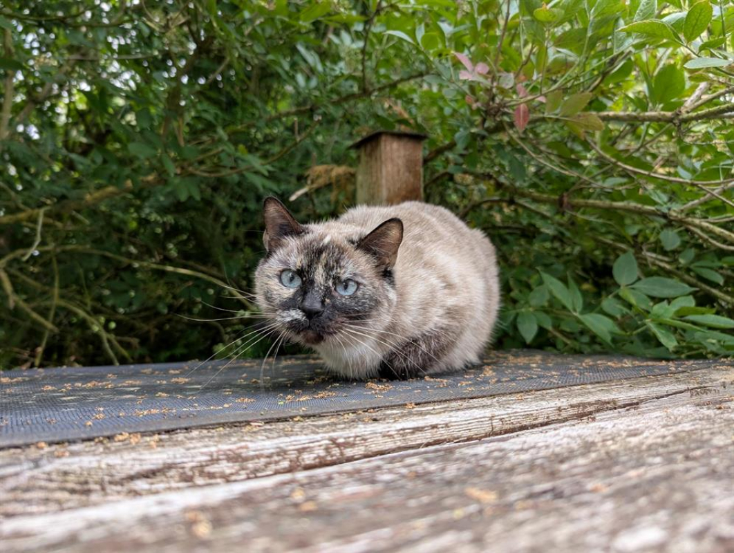 Photo #4 de Tamouchette a16805