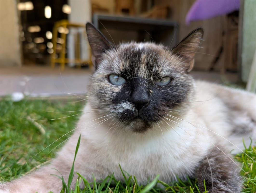 Photo #5 de Tamouchette a16805