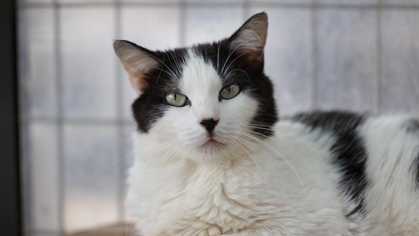 Hermione - Chat Européen à adopter