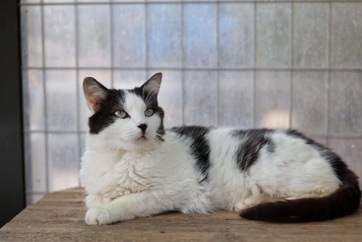 Hermione - Chat Européen à adopter - photo 2