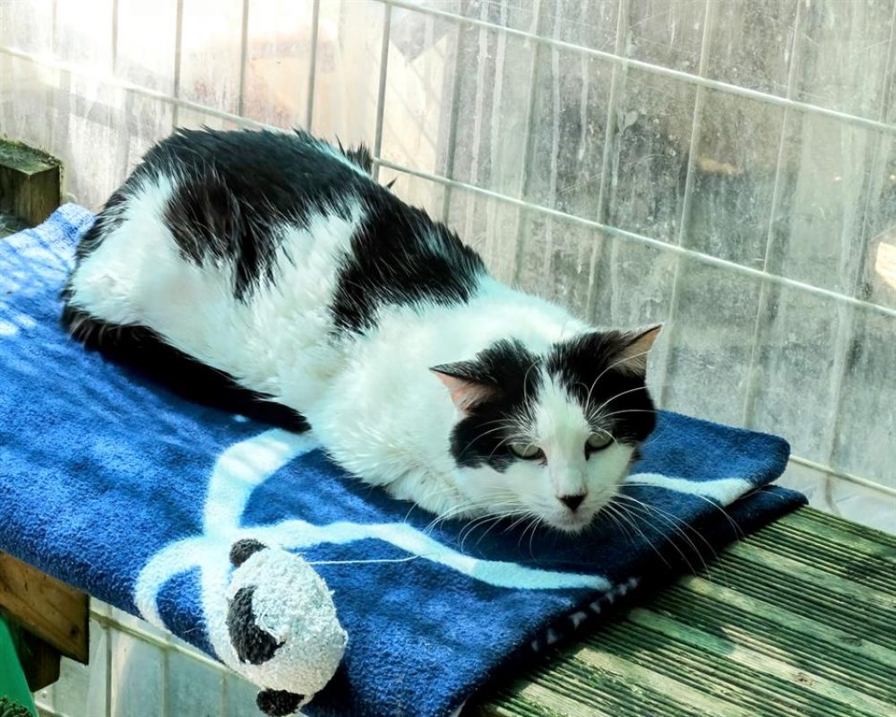 Hermione - Chat Européen à adopter - photo 3