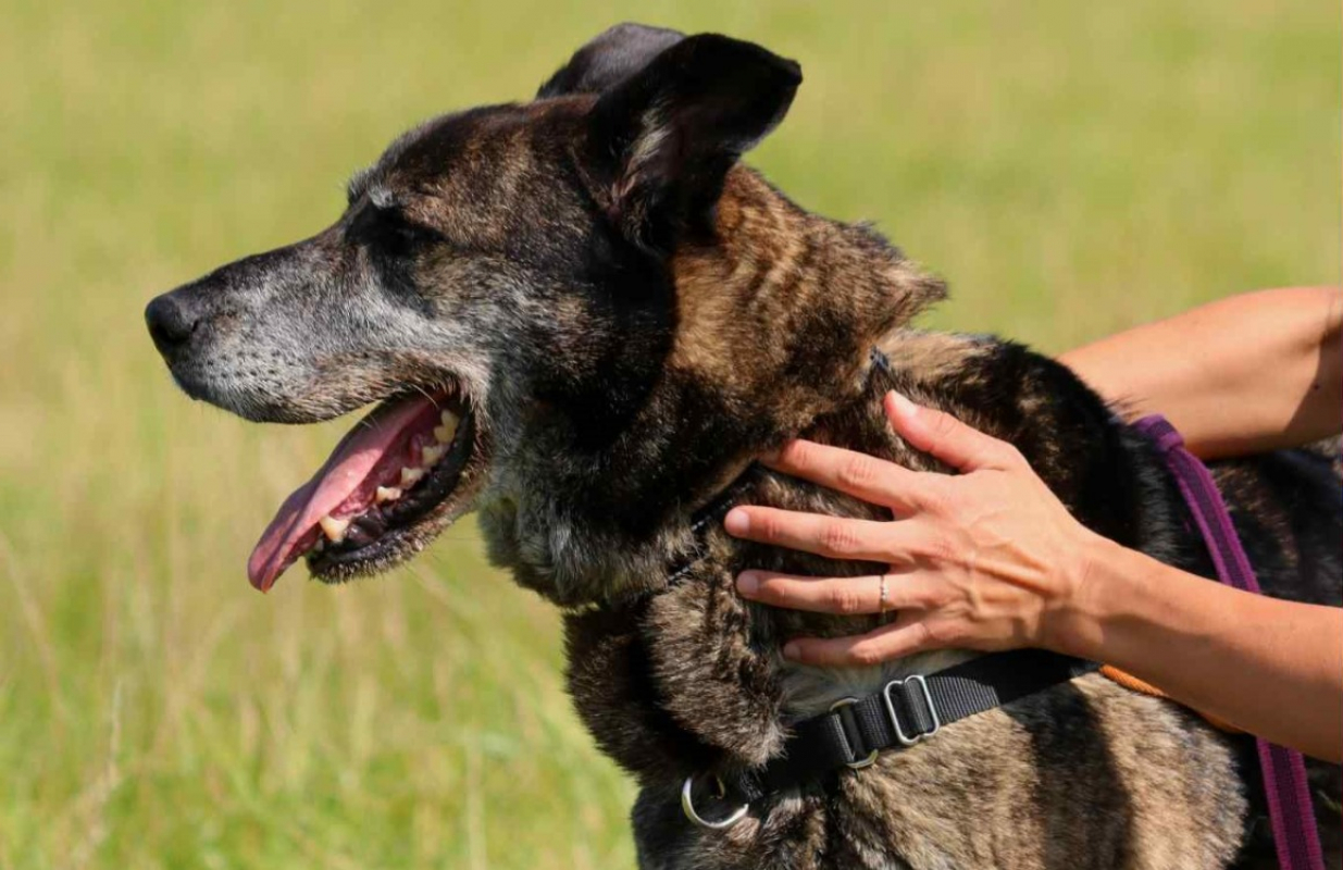 Photo #5 de Cartouche