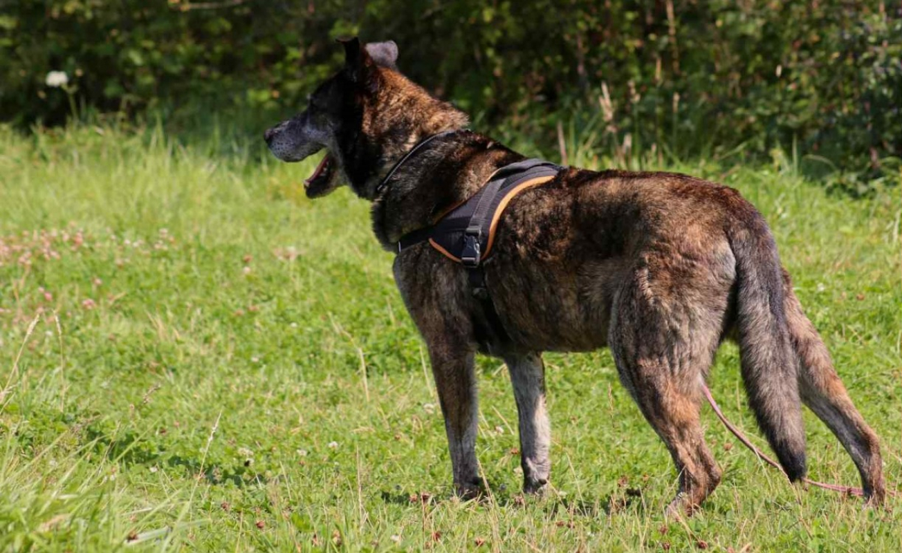 Photo #7 de Cartouche