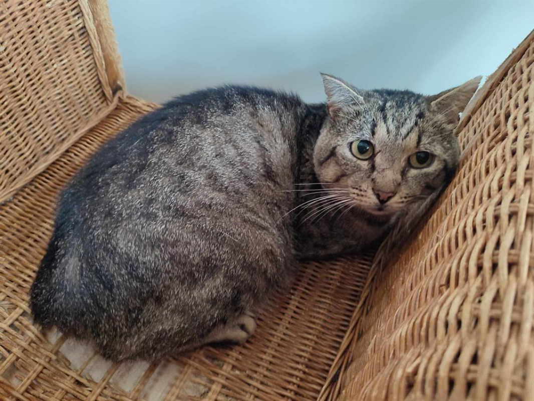 Photo #2 de Cachalot