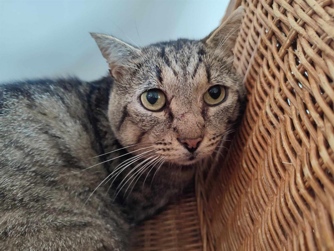 Photo #1 de Cachalot