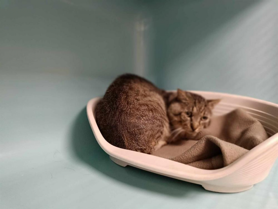 Photo #3 de Cachalot