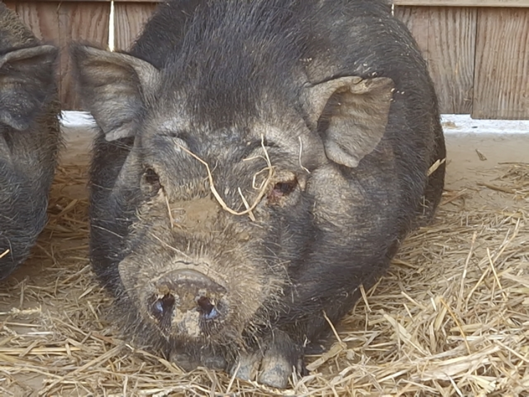 Photo #1 de Serrano de bergerac